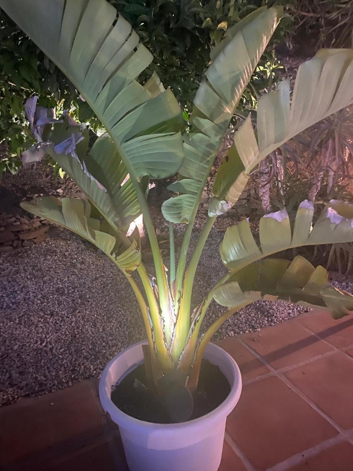 Finca Angelita Torrox Ngoại thất bức ảnh