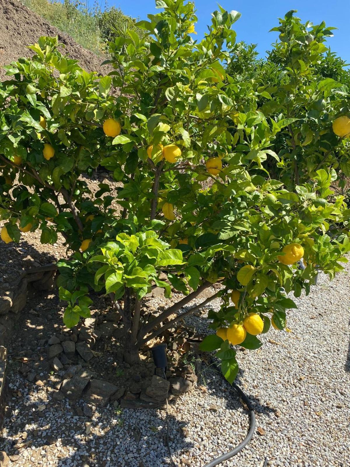 Finca Angelita Torrox Ngoại thất bức ảnh